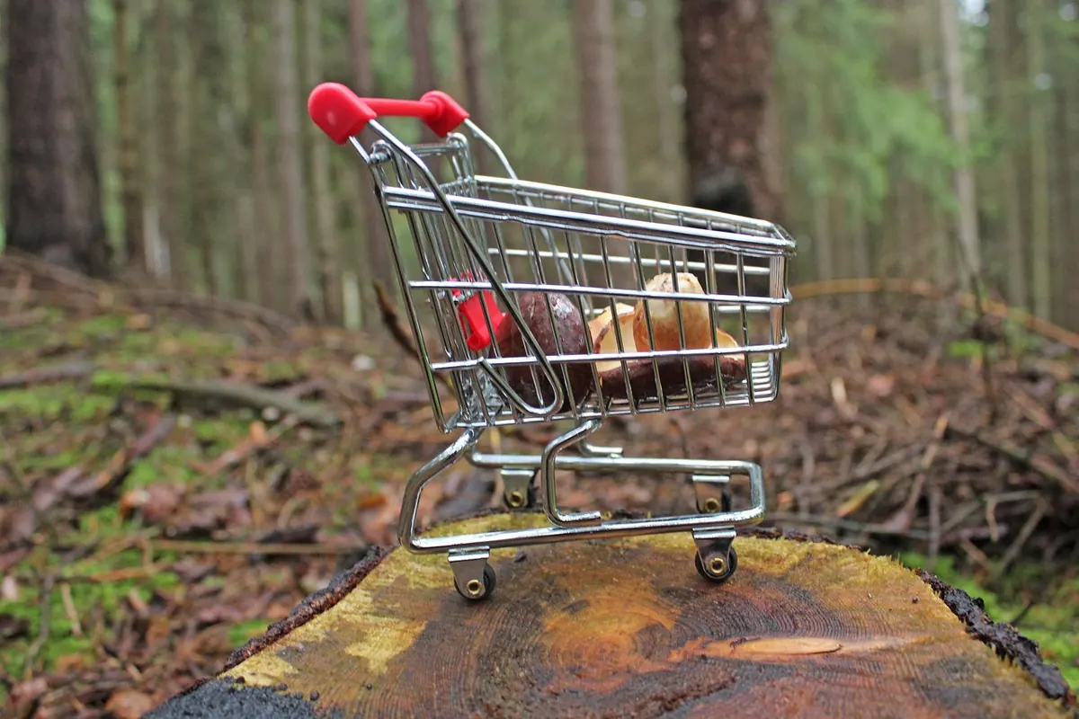 Beginner's Guide to UK Foraging: The Law, Safety and First Ten Edible Plants