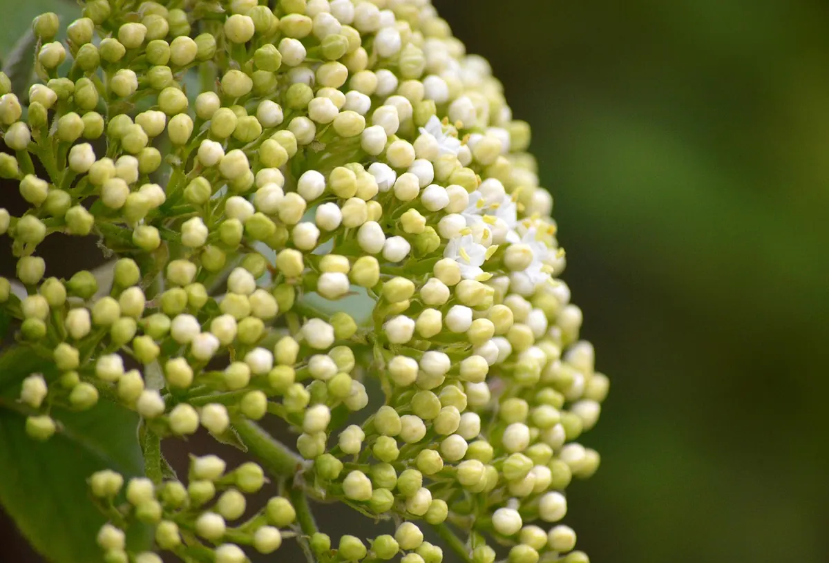Elderflower Cordial, Fritters and 'Champagne': A Forager's Recipe Guide