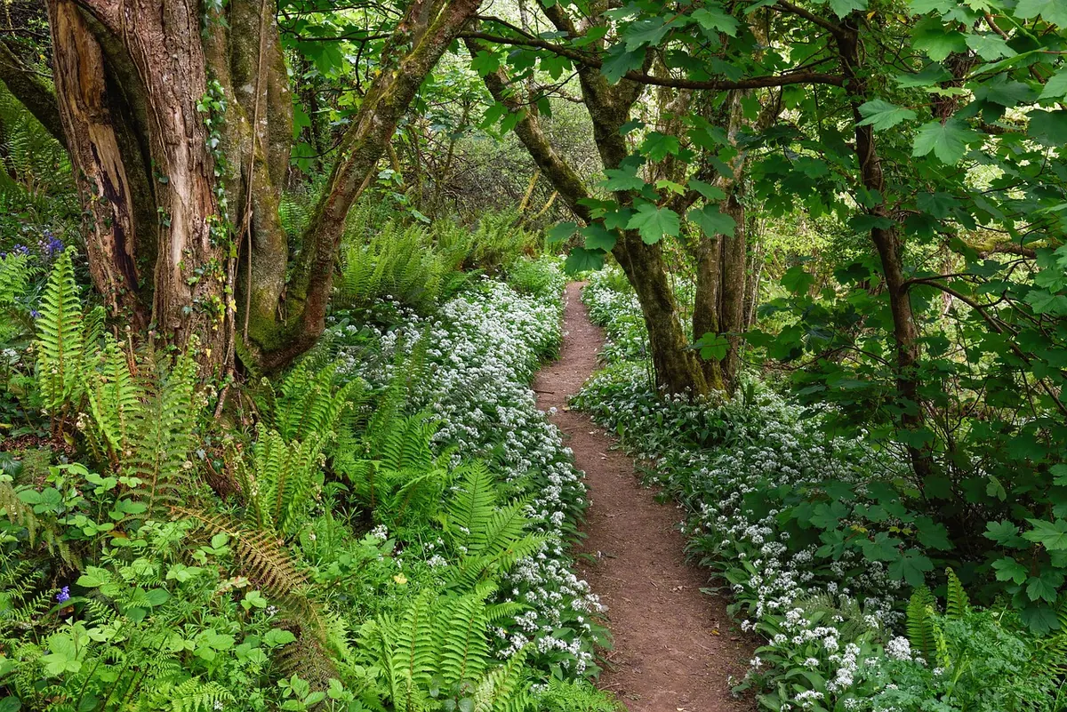 How to Identify Wild Garlic (Ramsons) and Avoid Its Toxic Lookalikes