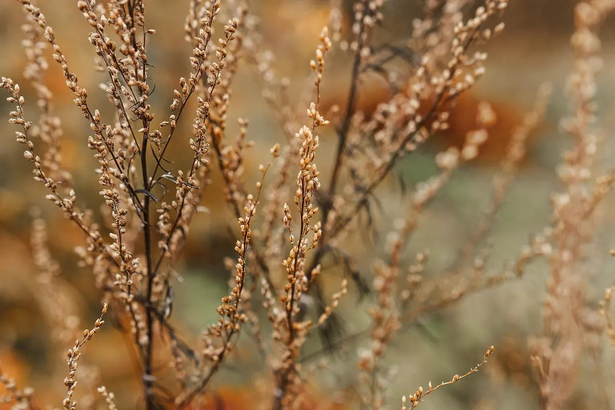 The UK Foraging Calendar: What to Pick Safely Each Month